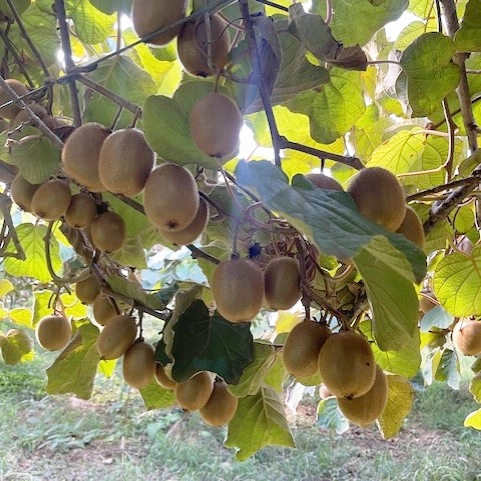 Kiwi Francesco Romeo